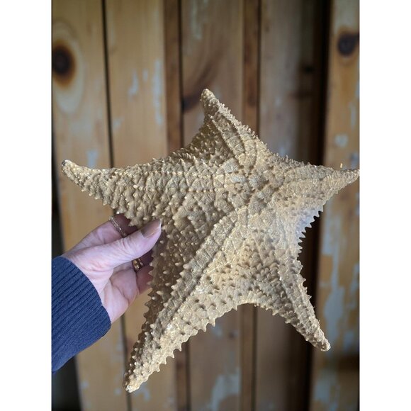 Natural Textured Starfish Decor - Large Preserved Sea Life Accent For Coastal & - Picture 4 of 5